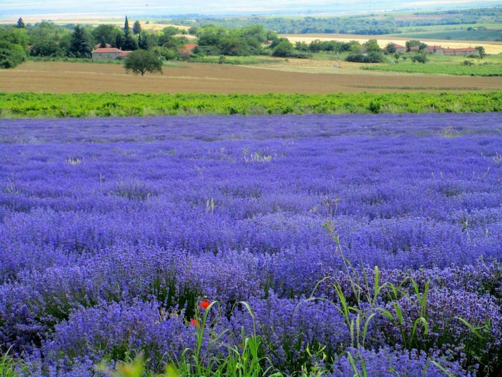 Lavender Lodge Rupkite Luaran gambar